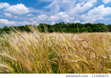 閃亮的麥田 115868874