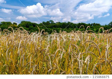 麥田上空的藍天 115868875