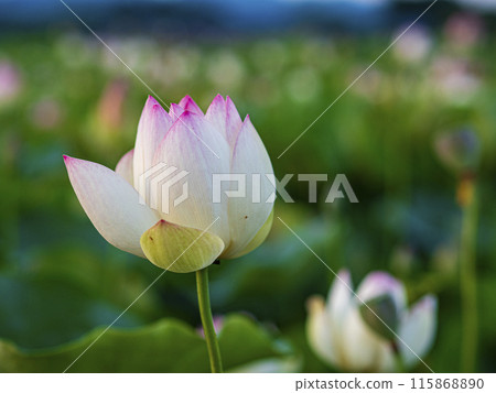 Beautiful lotus in the lotus pond 115868890