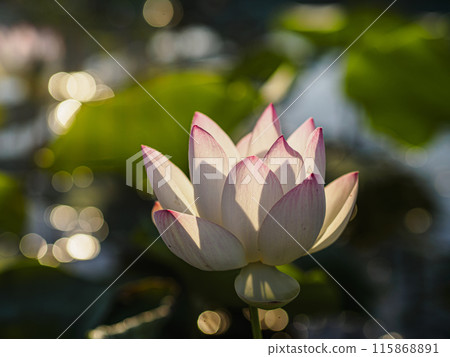 蓮花 蓮花 115868891