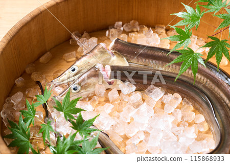 Live-killed conger eel from Awaji Island, Hyogo Prefecture Live-killed conger eel from Awaji Island, Hyogo Prefecture 115868933