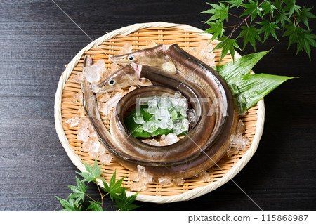 Live-killed conger eel from Awaji Island, Hyogo Prefecture Live-killed conger eel from Awaji Island, Hyogo Prefecture 115868987