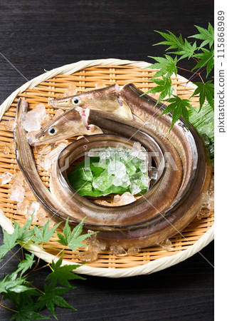 Live-killed conger eel from Awaji Island, Hyogo Prefecture Live-killed conger eel from Awaji Island, Hyogo Prefecture 115868989