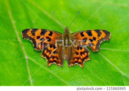 Theta tap Theta tap 115868995