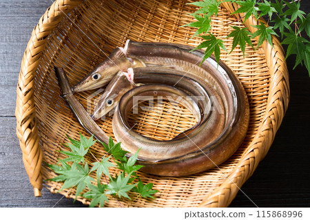 Live-killed conger eel from Awaji Island, Hyogo Prefecture Live-killed conger eel from Awaji Island, Hyogo Prefecture 115868996