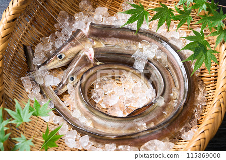 Live-killed conger eel from Awaji Island, Hyogo Prefecture Live-killed conger eel from Awaji Island, Hyogo Prefecture 115869000