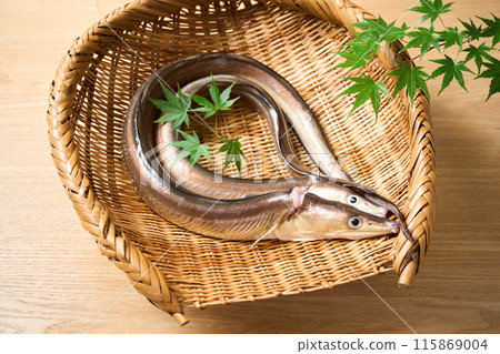 Live-killed conger eel from Awaji Island, Hyogo Prefecture 115869004