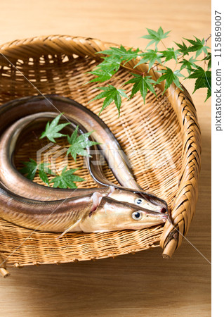 Live-killed conger eel from Awaji Island, Hyogo Prefecture 115869007