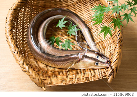 Live-killed conger eel from Awaji Island, Hyogo Prefecture 115869008
