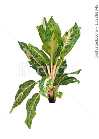 Aglonema big roy white is a popular ornamental plant Aglonema big roy white is a popular ornamental plant 115869048