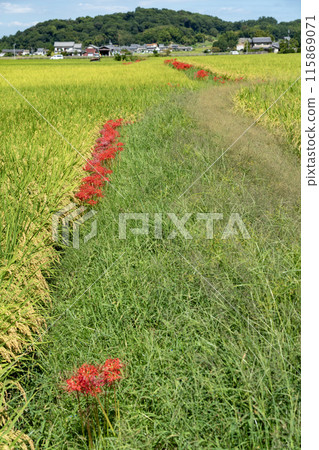 A cluster amaryllis that blooms at the ridges of rice fields A cluster amaryllis that blooms at the ridges of rice fields 115869071