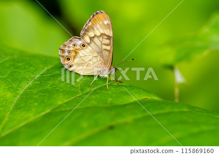 Powered by Discuz! Powered by Discuz! 115869160