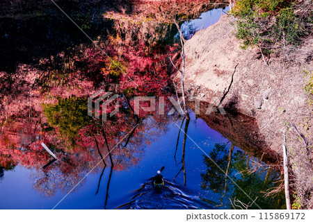Autumn leaves reflected on the water Autumn leaves reflected on the water 115869172