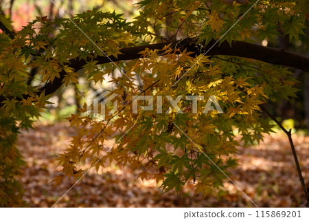 改變葉子的Momiji 改變葉子的Momiji 115869201