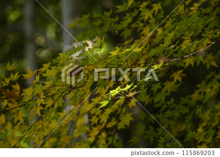 光照亮的秋葉 115869203