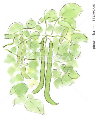 初夏~雨季~夏季蔬菜，掛芸豆的水彩插圖 115869280