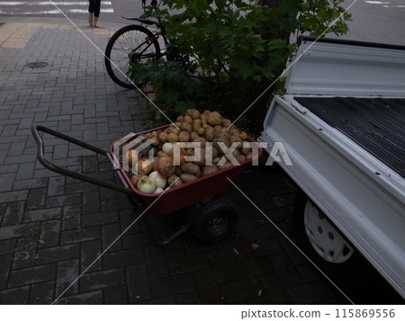 Wheelbarrow and harvested vegetables 115869556