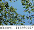 初夏藍天和年輕鮮綠葉的背景影像 115869557