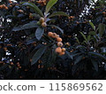 Loquats growing on trees 115869562