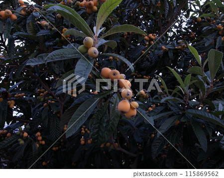 Loquats growing on trees 115869562