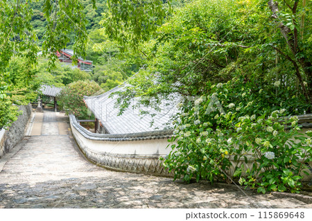 Hydrangeas blooming on the stone steps of Hasedera Temple in Sakurai City, Nara Prefecture 115869648
