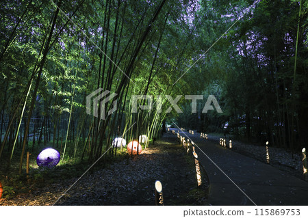 Walk the path of bamboo forest 115869753