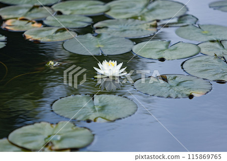 Hiroshima Kureno Mountain Water Lilies Hiroshima Kureno Mountain Water Lilies 115869765