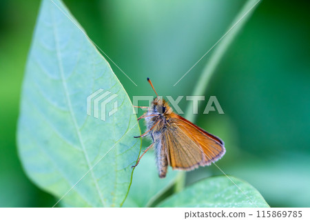 粉紅色系列 115869785