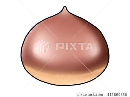 Chestnut illustration (with outline) 115869886