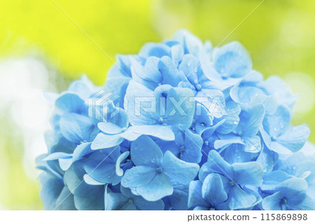 繡球花繡球花 繡球花繡球花 115869898