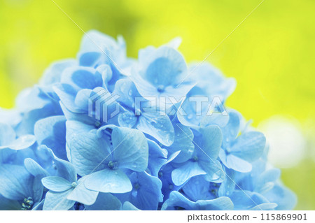 Hydrangea hydrangea Hydrangea hydrangea 115869901