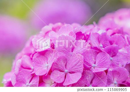 Hydrangea hydrangea 115869905
