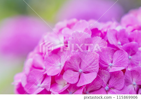 繡球花繡球花 繡球花繡球花 115869906