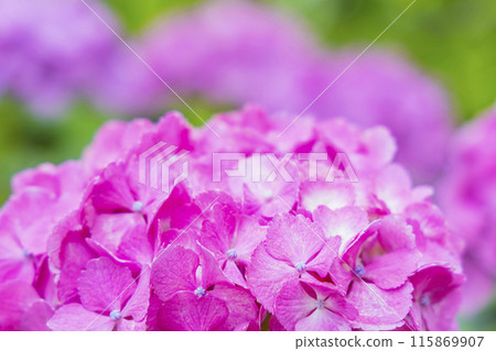 Hydrangea hydrangea Hydrangea hydrangea 115869907