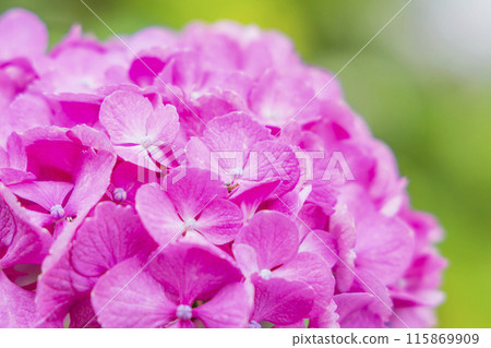 Hydrangea hydrangea Hydrangea hydrangea 115869909