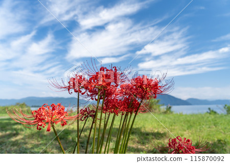 在藍天中閃耀的簇狀孤挺花 115870092