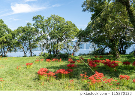Landscape with cluster amaryllis Landscape with cluster amaryllis 115870123