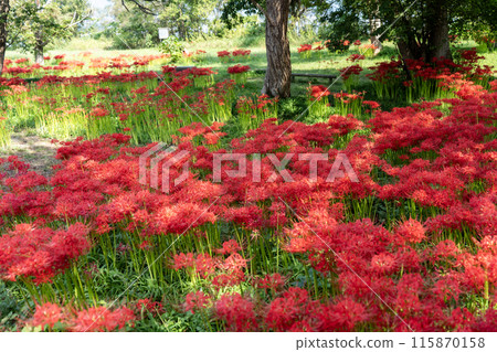 Red spider lilies blooming by the lake Red spider lilies blooming by the lake 115870158