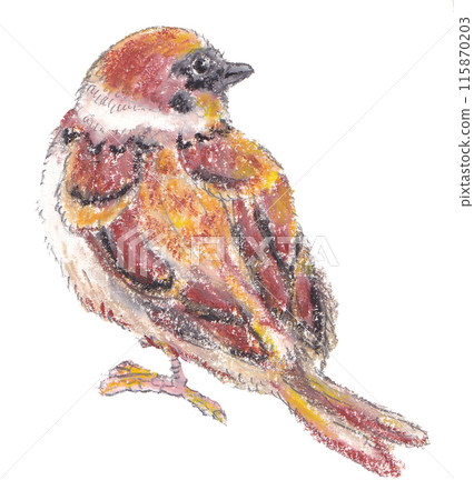 Crayon illustration of a sparrow 115870203