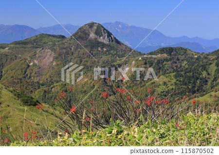 Rowan berries Rowan berries 115870502