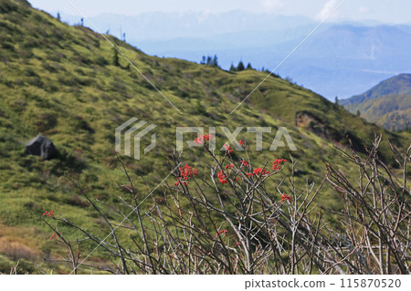 Rowan berries Rowan berries 115870520