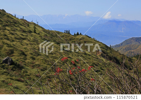 Rowan berries Rowan berries 115870521