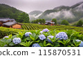 Tea fields with blooming hydrangeas (AI-generated image) 115870531