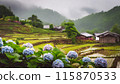 Rice terraces with blooming hydrangeas (AI-generated image) 115870533