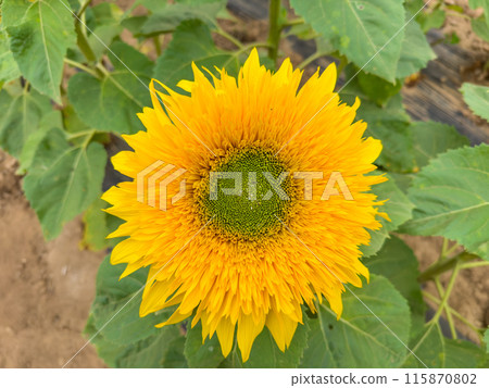 Blooming sunflower farm field, big bright yellow sunflower, agriculture concept harvest Blooming sunflower farm field, big bright yellow sunflower, agriculture concept harvest 115870802