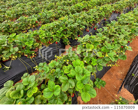 Strawberry picking in strawberry field on fruit farm. Strawberry picking in strawberry field on fruit farm. 115870809