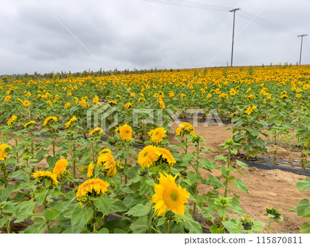 Blooming sunflower farm field, big bright yellow sunflower, agriculture concept harvest 115870811