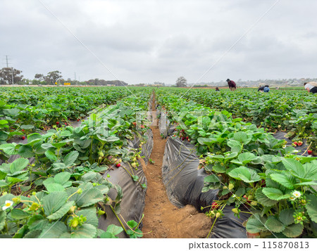 Strawberry picking in strawberry field on fruit farm.  115870813