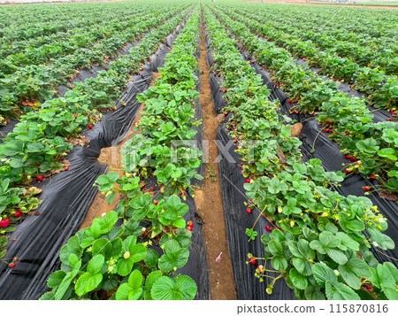 Strawberry picking in strawberry field on fruit farm.  115870816