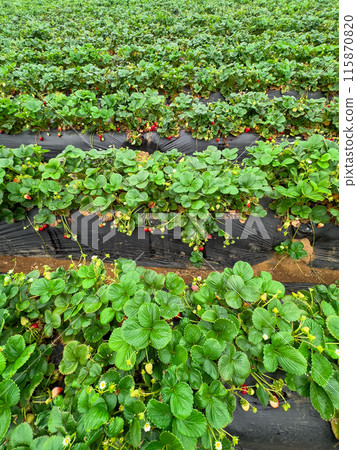 Strawberry picking in strawberry field on fruit farm.  115870820